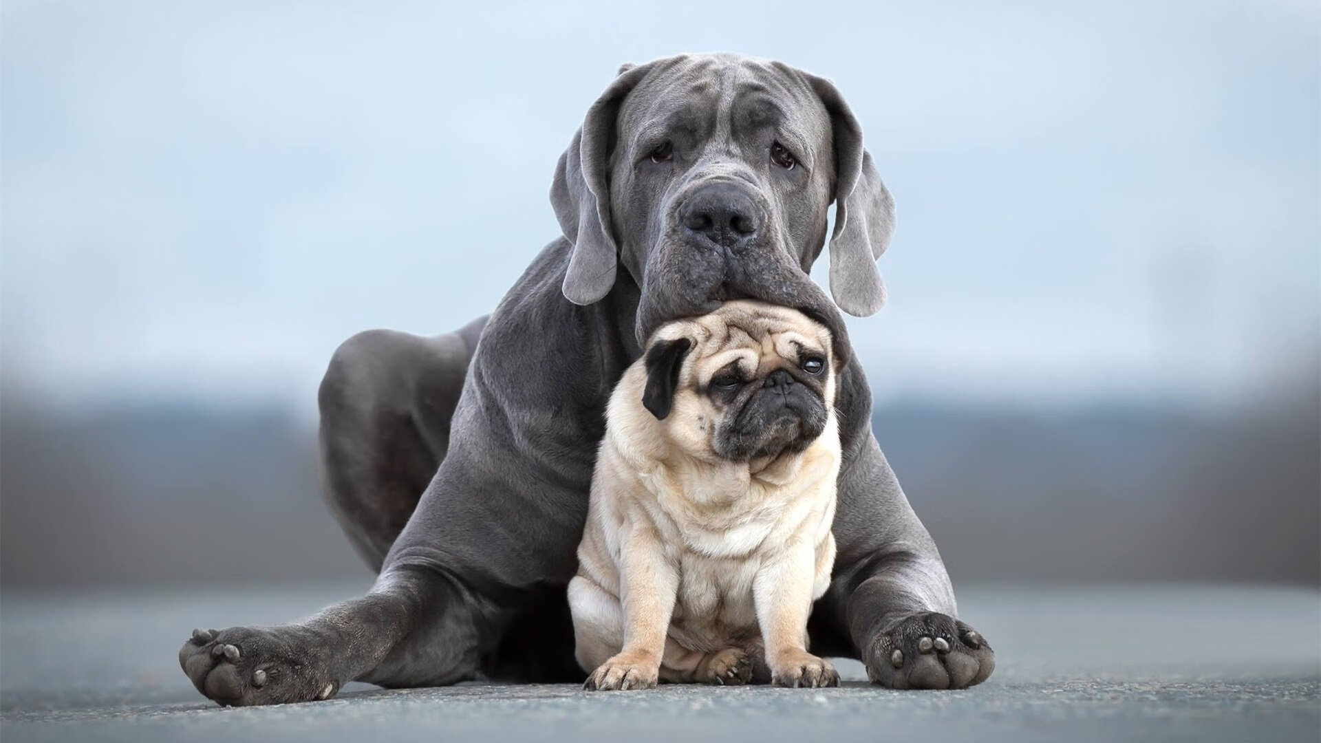 非洲新王加冕与老将传奇,塞内加尔终结摩洛哥霸权,本泽马在意甲赛场重掌权杖