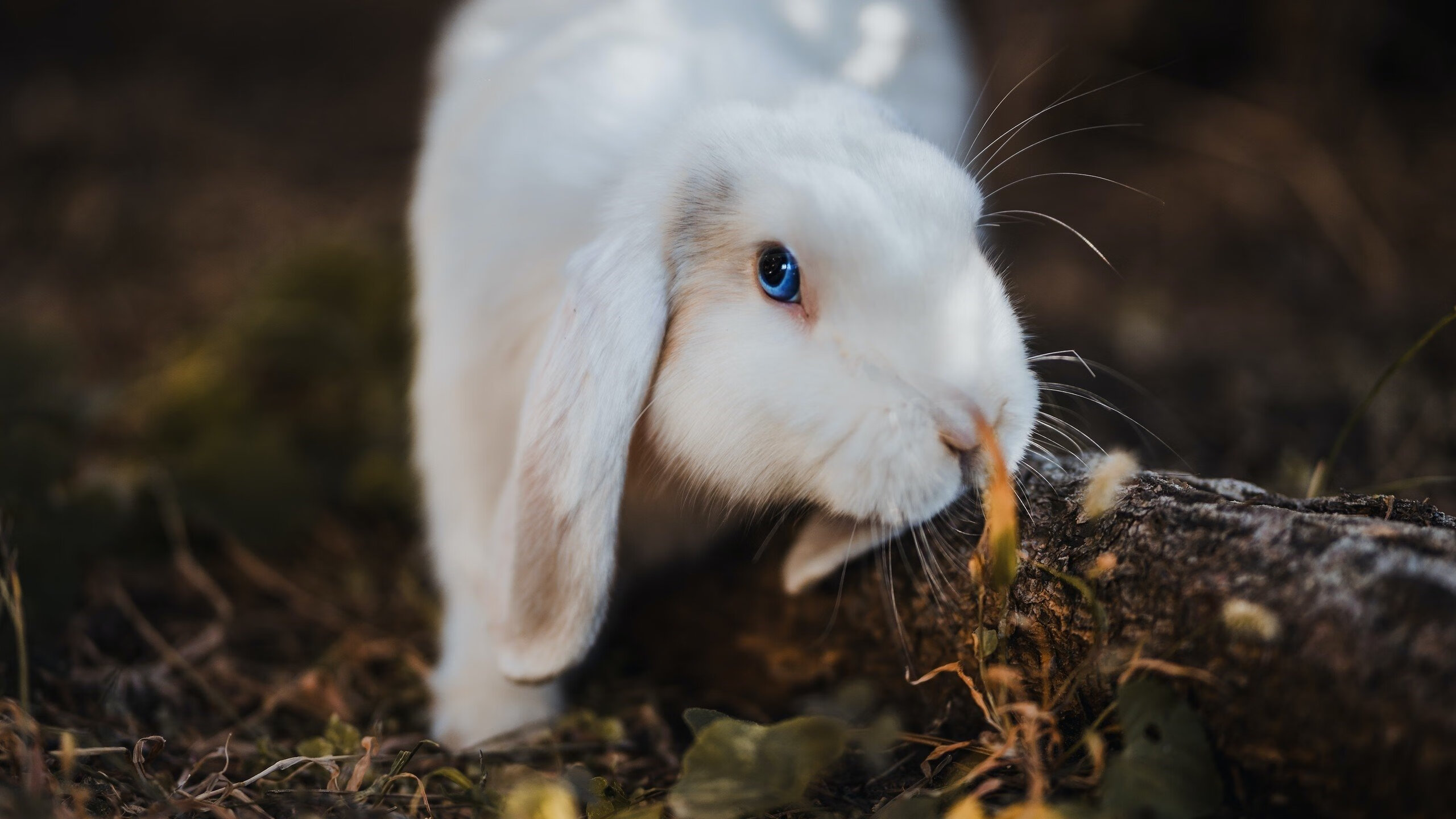 巴尔韦德统治全场,当法国战术智慧遇上加纳不屈意志